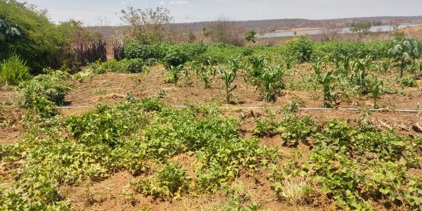 O CEFAS REALIZA ACOMPANHAMENTO TÉCNICO EM ÁREAS PRODUTIVAS E MONITORAMENTO À PROJETO DE CRIAÇÃO DE GALINHA CAIPIRA CANELA-PRETA