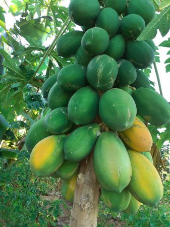 Hortaliças Produzidas de Forma Agroecológica Na Comunidade Cantinho Corrente São a Principal Fonte de Renda das Famílias!