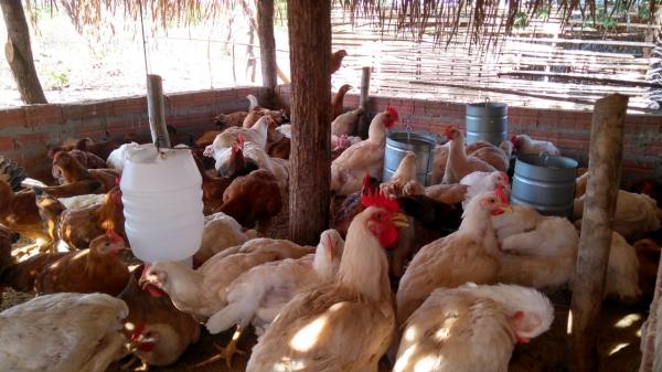 COMUNIDADE ALTO ALEGRE NO MUNICÍPIO DE ARRAIAL RECEBE CAPACITAÇÃO DE AVICULTURA CAIPIRA DE CORTE E POSTURA.