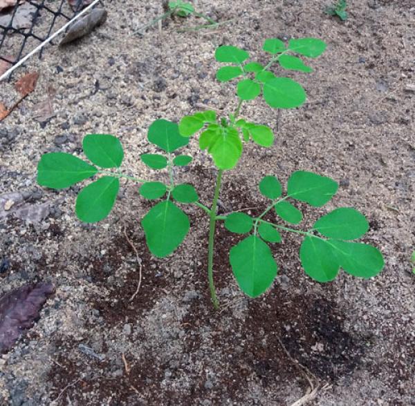CEFAS DISTRIBUI MUDAS DE MORINGA PARA A FAZENDA DA ESPERANÇA